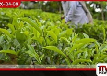 තේ පොහොර සඳහා රුපියල් 5000ක අමතර සහනාධාරයක් QR ක්රමවේදය යටතේ බෙදාහැරීම වේගවත් වෙයි