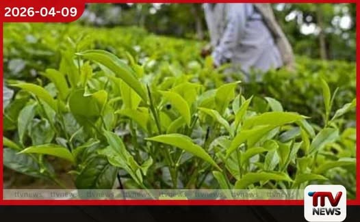 තේ පොහොර සඳහා රුපියල් 5000ක අමතර සහනාධාරයක් QR ක්රමවේදය යටතේ බෙදාහැරීම වේගවත් වෙයි