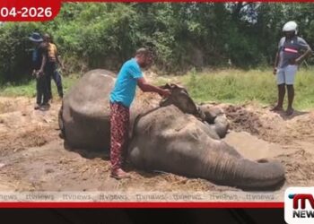 සෙවණපිටියේදී දුම්රියේ ගැටුණු  වන අලියා  දින පහක වේදනාවෙන් පසු මියයයි