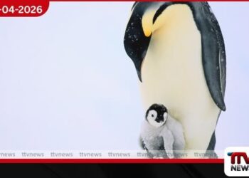 ඇන්ටාක්ටිකාවේ අයිස් දියවීමෙන්  එම්පරර් පෙන්ගුවින් පැටවුන්  සමූහ වශයෙන් මියයයි