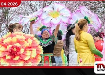 බර්ලින් නුවර වසන්තය  වර්ණවත් කරන චෙරි මල් උළෙල  සංචාරක ආකර්ෂණය දිනාගනී