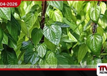 අලුත් අවුරුදු ඉල්ලුම හමුවේ  බුලත් මිල සීඝ්‍රයෙන් ඉහළට