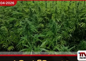 රුපියල් මිලියන 4.5ක  ගංජා හේනක් වටලයි