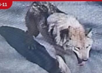 දකුණු කොරියාවේ සත්වෝද්‍යානයකින්  පැනගිය වෘකයෙකු සෙවීමට  ඩ්‍රෝන යානා සහ  තාප කැමරා යොදවයි