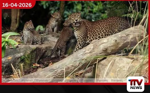 සිංගප්පූරු සත්වෝද්යානයේ උපන් ප්රථම ශ්රී ලංකා කොටියාගේ පැටවුන් ප්රසිද්ධියේ දැකබලා ගැනීමට අවස්ථාව