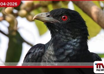 මෙවර අවුරුදු සමයේ  කොවුල් නාදයේ වෙනසක්