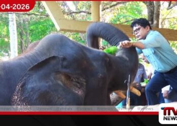 පින්නවල අලි ඇතුන්ට  හිසතෙල් ගැල්වීමේ චාරිත්‍රය සිදු කෙරේ