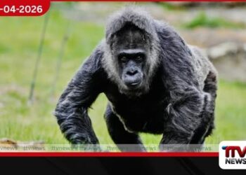 පරමායුෂ ඉක්මවා ලෝක වාර්තා පොතට ගිය ජර්මනියේ ගොරිල්ලාට 69 යි