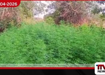 ලක්ෂ 10කට අධික  ගංජා හේනක් වටලයි