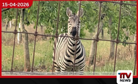 ඇමෙරිකාවේ ලින්කන් නගරය කැළඹූ සියුස්’ සීබ්රාගේ නිදහස් සංචාරය