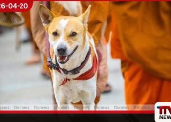 සාම පාගමනේ නිරත  ආලෝකා සුනඛයාගේ  ආරක්ෂාව සහ සෞඛ්‍ය වෙනුවෙන්  ශ්‍රී ලංකා පශු වෛද්‍ය සංගමය කැපවෙයි