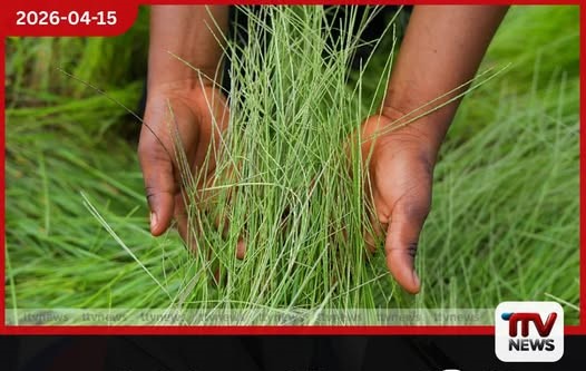 පැරණි ධාන්ය වර්ග සැබවින්ම සෞඛ්යයට වඩාත් හිතකරද? කිනෝවා සහ ස්පෙල්ට් පිළිබඳ සත්යය