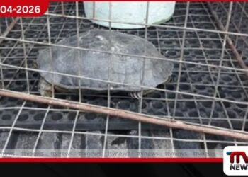 ගල් ඉබ්බන් දස දෙනෙකු සමඟ  සැකකරුවන් දෙදෙනෙක් අත්අඩංගුවට