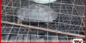 ගල් ඉබ්බන් දස දෙනෙකු සමඟ  සැකකරුවන් දෙදෙනෙක් අත්අඩංගුවට