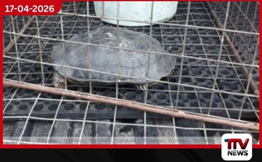 ගල් ඉබ්බන් දස දෙනෙකු සමඟ  සැකකරුවන් දෙදෙනෙක් අත්අඩංගුවට