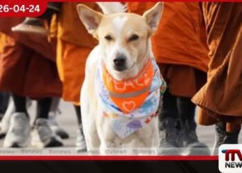 ආලෝකා සුනඛයා අසනීප වෙයි