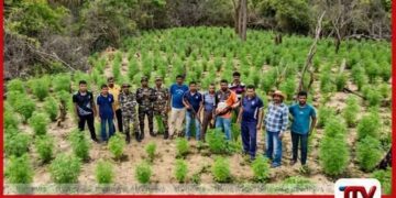 යාල රක්ෂිතයේ කෝටි 2.5ක  ගංජා වගාවක්  වටලයි