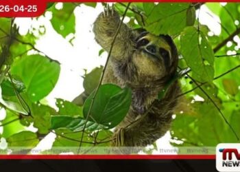 ෆ්ලොරිඩාවේ නව සත්ව උද්‍යානයක්  විවෘත කිරීමට පෙර  මන්දගාමී වලසුන් Sloths 31 දෙනෙකු මියයයි