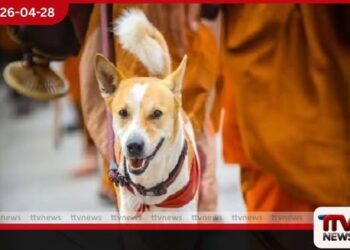 සාම පාද යාත්‍රාවේ  ආකර්ෂණය දිනූ  ආලෝක සුනඛයා ගැන  විශේෂ තොරතුරු මෙන්න