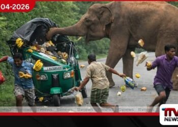 අලි-මිනිස් ගැටුම විසඳීමට  වහාම පියවර ගන්නා ලෙස  අභියාචනාධිකරණයෙන් නියෝග