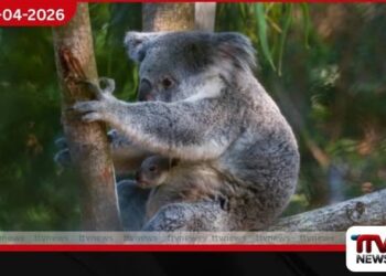 ෆ්ලොරිඩා හි  පාම් බීච් සත්වෝද්‍යානයේ  ඉපැදුණ කෝලා පැටවාගේ කතාව