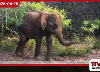 කවුරුත් නිදන මැදියම්  රැයේ මංගලගම නිවසකට කඩා වැදුණු මාරයා  73 හැවිරිදි පියාට අත් වූ  අවාසනාවන්ත ඉරණම