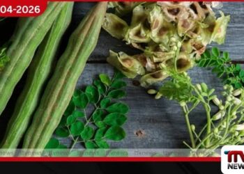 මුරුංගා ඇට මගින්  ජලයේ ඇති මයික්‍රොප්ලාස්ටික්  98.5%ක් ඉවත් කළ හැකි බව  හෙළි වෙයි