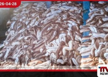 යාපනයේදී නීති විරෝධී ලෙස  මුහුදු කූඩැල්ලන් ඇල්ලූ  තිදෙනෙකු නාවික හමුදා  අත්අඩංගුවට