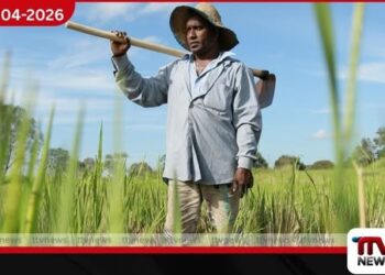 පොහොර සහනාධාරය  නොලැබීමෙන්  වැල්ලවායේ වී වගාව අනතුරේ