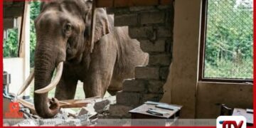 වන අලි කල්ලියක්  කන්තලේ සීනිපුර බණ්ඩාරනායක විදුහලට  කඩා වැදී දැඩි හානි සිදු කරයි