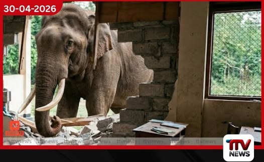 වන අලි කල්ලියක්  කන්තලේ සීනිපුර බණ්ඩාරනායක විදුහලට  කඩා වැදී දැඩි හානි සිදු කරයි