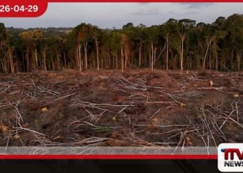 2025 වසරේදී ලොව පුරා  නිවර්තන වනාන්තර විනාශ ය සැලකිය යුතු  ලෙස පහළට