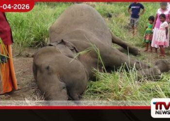 අලි මරණ  දිනකට එක බැගින් ඉහළට