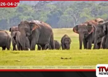 රිටිගල අඩවියෙන් මතු වූ  දැවැන්ත තර්ජනය  ගම්මාන රැසක ගොවිබිම් වන අලින්ට  බිලි වන අයුරු මෙන්න