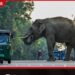 අලි මිනිස් ගැටුම පාලනයට ගත් පියවර ගැන අභියාචනාධිකරණය වනජීවී අධ්යක්ෂ ජනරාල්ගෙන් ප්රශ්න කරයි