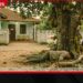 කොස් ගසෙන් වැටී  පුද්ගලයෙකු මියයයි