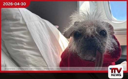 ගුවන් යානා කුටීර තුළ  සුරතල් සතුන්ට  ගමන් කිරීමට ඉඩ දෙන්නැයි  බ්‍රිතාන්‍යයේ දැඩි ඉල්ලීමක්