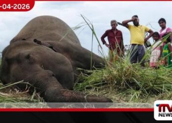 මාස හතරක් තුළ  වන අලි මරණ 100 ඉක්මවයි: