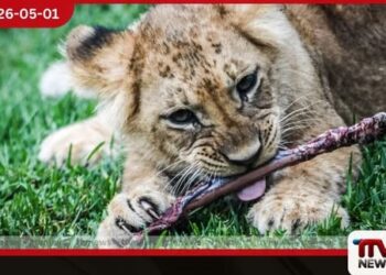 දෙහිවල සත්වෝද්‍යානයෙන්  සුපිරි ආරංචියක් සිංහ පැටවුන් දෙදෙනාට  නම් තියන්න