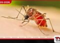 දිස්ත්‍රික්ක 3ක ඩෙංගු ව්‍යාප්තියේ  අධි අවදානමක්: