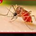 දිස්ත්‍රික්ක 3ක ඩෙංගු ව්‍යාප්තියේ  අධි අවදානමක්: