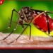 දිස්ත්‍රික්ක 7ක ජනතාවට  සෞඛ්‍ය අමාත්‍යාංශයෙන්  හදිසි අනතුරු ඇඟවීමක්  නිහඬ මාරයා ඔබේ නිවස අසලටම ඇවිත්