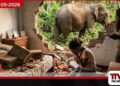වන අලි ප්‍රහාරයකින්  බිත්තියක් කඩා වැටී  5 හැවිරිදි දැරියක් මරුට
