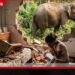 වන අලි ප්‍රහාරයකින්  බිත්තියක් කඩා වැටී  5 හැවිරිදි දැරියක් මරුට