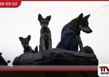 ඇමරිකානු දේශසීමා තාප්පය නිසා  වඳවී යාමේ තර්ජනයට ලක්වූ  මෙක්සිකානු වෘකයන්ට  දැඩි අවදානමක්