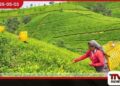 තේ සහ රබර් කර්මාන්තය  ස්ථාවර කිරීමට  සැලසුම් සහගත මැදිහත්වීමක්  අවශ්‍ය බව  වැවිලිකරුවන් පවසයි