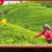 තේ සහ රබර් කර්මාන්තය  ස්ථාවර කිරීමට  සැලසුම් සහගත මැදිහත්වීමක්  අවශ්‍ය බව  වැවිලිකරුවන් පවසයි