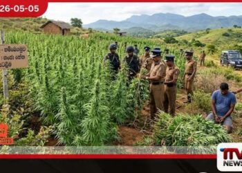 රුපියල් ලක්ෂ 20කට  අධික ගංජා හේනක් වටලා  සැකකරුවෙකු අත්අඩංගුවට