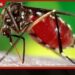 ඩෙංගු අධි අවදානම් කලාපවල  විශේෂ මදුරු මර්දන  වැඩසටහනක් ඇරඹේ