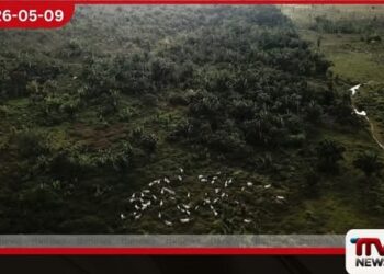 චීන පාරිභෝගිකයින්ගේ  රුචිකත්වය වෙනස් වීම  ඇමේසන් වනාන්තරයේ  අනාගතය සුරැකීමට මග පාදයි